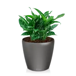 Aglaonema Maria in watergevende Classico antraciet - Superprijs