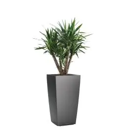 Yucca Elephantipes in watergevende Cubico antraciet - Topdeal