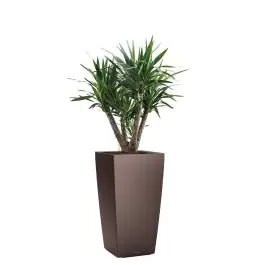 Yucca Elephantipes in watergevende Cubico bruin | Veel gevraagd