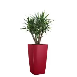 Speciale aanbieding - Yucca Elephantipes in watergevende Cubico rood