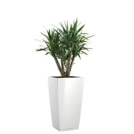 Topkwaliteit | Yucca Elephantipes in watergevende Cubico wit