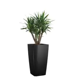 Nu kopen - Yucca Elephantipes in watergevende Cubico zwart