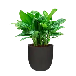Extra korting | Aglaonema Stripes in Urban Smooth Egg Planter zwart