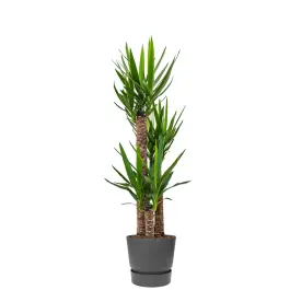 Superprijs | Yucca Elephantipes in Greenville zwart