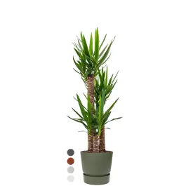 Yucca Elephantipes in Greenville groen | Net binnen