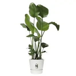 Strelitzia Nicolai in Greenville wit - Rechtstreeks uit de fabriek