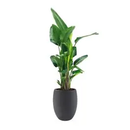 Strelitzia Nicolai XXL in Grigio Tall Balloon Concrete zwart | Dagdeal