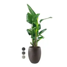 Aanbieding | Strelitzia Nicolai XXL in Grigio Tall Balloon Concrete bruin