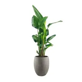 Online bestelbaar | Strelitzia Nicolai XXL in Grigio Tall Balloon Concrete grijs