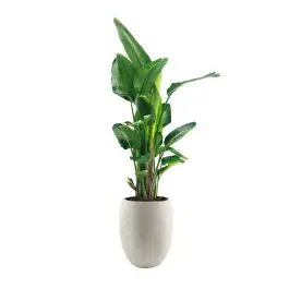 Expreslevering | Strelitzia Nicolai XXL in Grigio Tall Balloon Concrete wIt