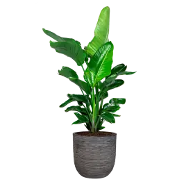 Strelitzia Nicolai in Nature Row Egg Planter antraciet | Beste prijs
