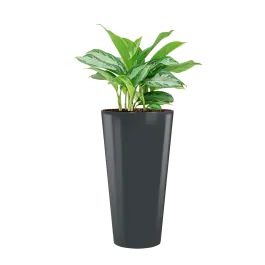 Premiumkwaliteit | Aglaonema Silver Bay in Runner rond antraciet