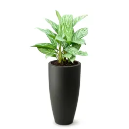 Aglaonema Stripes in June Round High Zwart - Topprijs