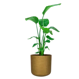 Nieuw gelanceerd - Strelitzia Nicolai in Rugged Charlie goud