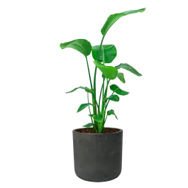 Bestelbaar | Strelitzia Nicolai in Rugged Charlie zwart
