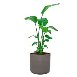 Nieuw product - Strelitzia Nicolai in Rugged Charlie chocolate