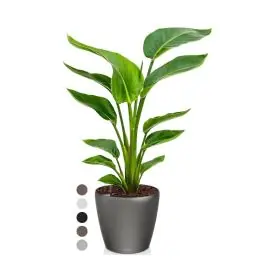 Fabrieksprijs - Strelitzia Nicolai in watergevende Classico antraciet