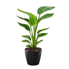 Strelitzia Nicolai in watergevende Classico zwart - Scherp geprijsd
