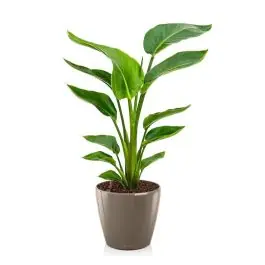 Hoog gewaardeerd - Strelitzia Nicolai in watergevende Classico taupe