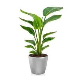 Strelitzia Nicolai in watergevende Classico zilver | Populair bij klanten
