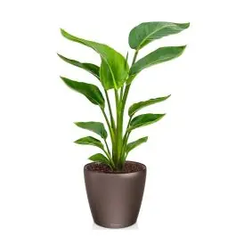 Strelitzia Nicolai in watergevende Classico bruin - Expreslevering