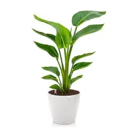 Snelle verzending | Strelitzia Nicolai in watergevende Classico wit