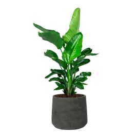Direct kopen | Strelitzia Nicolai in Rugged Patt zwart