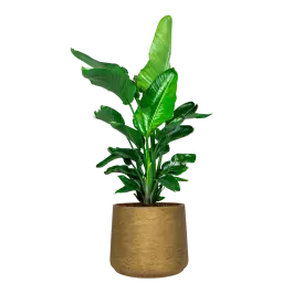 Direct leverbaar | Strelitzia Nicolai in Rugged Patt goud