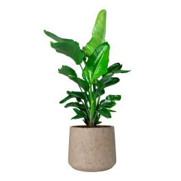 Mis het niet | Strelitzia Nicolai in Rugged Patt grijs