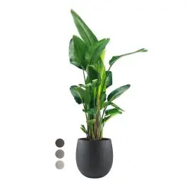 Zeer goed beoordeeld | Strelitzia Nicolai in Grigio Balloon Concrete antraciet
