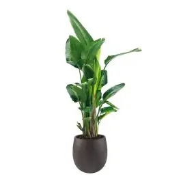 Prijs verlaagd - Strelitzia Nicolai in Grigio Balloon Concrete bruin