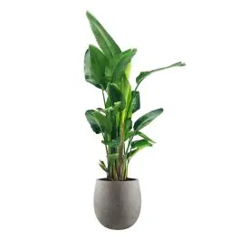Erg populair - Strelitzia Nicolai in Grigio Balloon Concrete grijs