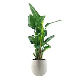Strelitzia Nicolai in Grigio Balloon Concrete wit | Flitsaanbieding