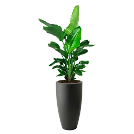 Strelitzia Nicolai in June Round High Zwart | Snelle verzending