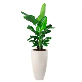 Direct van de fabrikant - Strelitzia Nicolai in June Round High Linnen Wit