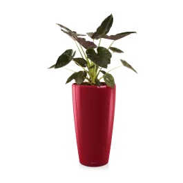 Bespaar nu - Alocasia Wentii in watergevende Rondo rood