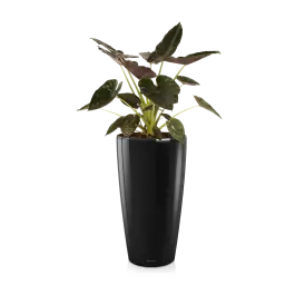 Alocasia Wentii in watergevende Rondo zwart - Extra korting