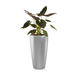Laatste kans | Alocasia Wentii in watergevende Rondo zilver