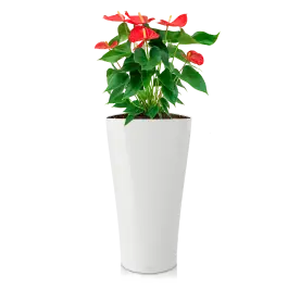 Nieuw product - Anthurium rood in watergevende Delta wit