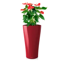 Verlaagde prijs | Anthurium rood in watergevende Delta rood