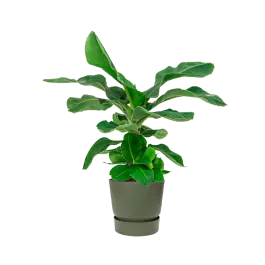 Musa Dwarf Cavendish in Greenville groen - Tijdelijke aanbieding