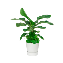 Musa Dwarf Cavendish in Greenville wit - Populair bij klanten
