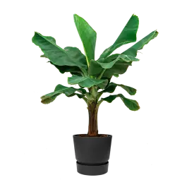 Musa Dwarf Cavendish XL in Greenville zwart | Extra voordeel