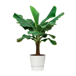 Opruiming | Musa Dwarf Cavendish XL in Greenville wit