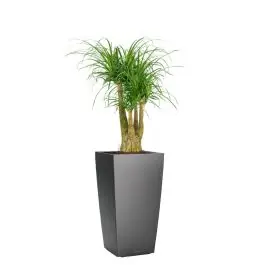 Beaucarnea in watergevende Cubico antraciet - Op voorraad