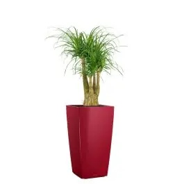 Beaucarnea in watergevende Cubico rood - Bestelbaar
