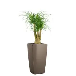 Beaucarnea in watergevende Cubico taupe - Direct bestellen