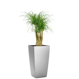 Veel gekozen - Beaucarnea in watergevende Cubico zilver