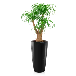 Gratis retourneren - Beaucarnea in watergevende Rondo zwart