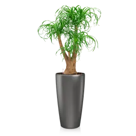 Online kopen | Beaucarnea in watergevende Rondo antraciet